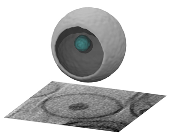 Andrea's nanoparticle 3D image