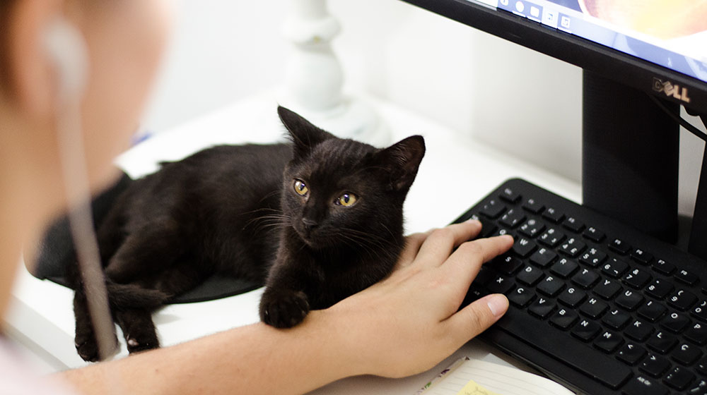 person on desktop computer with black cat laying on desk